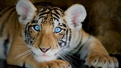 Blue Eyes Baby Tiger 4k Wallpaper