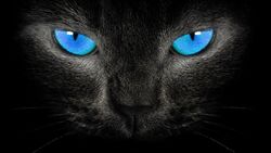 Blue Eyes of Black Cat