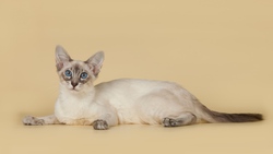 Blue Eyes of White Cat 4K