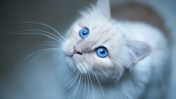 Blue Eyes of White Cat
