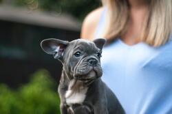 Blue French Bulldog Photo