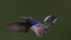 Blue Hummingbird Flying HD Image
