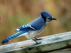 Blue Jay Bird on Wooden Photo