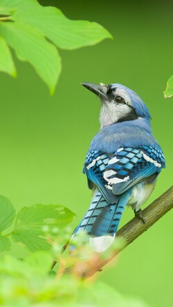 Blue Jay Bird