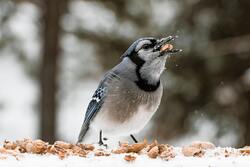 Blue Jay Eating Food in Snow