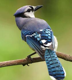 Blue Jay on Tree Photo