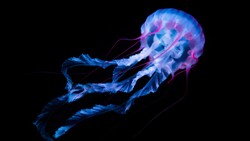 Blue Jellyfish 4K Pic