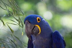 Blue Macaw Bird Ultra HD