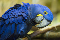 Blue Macaw Bird Wallpaper