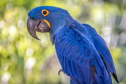 Blue Macaw Bird