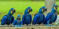 Blue Macaw Birds in Row