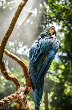 Blue Macaw on Tree Branch in Foggy Weather