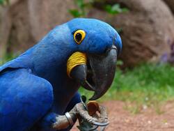 Blue Parrot Closeup Wallpaper