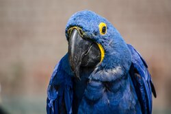 Blue Parrot High Quality Image