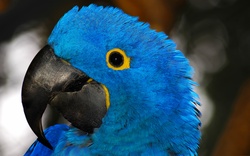 Blue Parrot Wallpaper