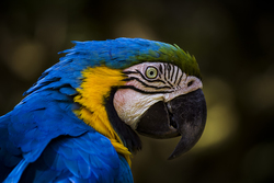 Blue Parrot With Black Beak