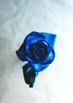 Blue Rose Flower