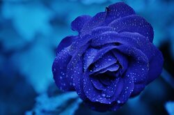 Blue Rose Image