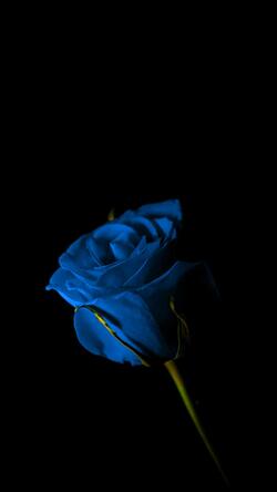 Blue Rose Mobile Background