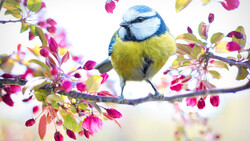 Blue Tit Bird 5K Photo