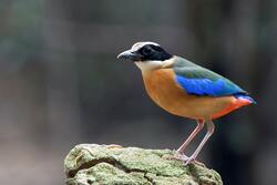 Blue Winged Pitta Bird Standing on Rock