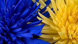 Blue Yellow Petals Flowers 4K