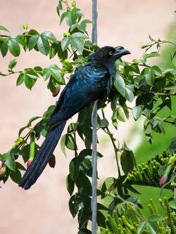 Boat Tailed Grackle Bird Resting