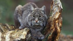 Bobcat Cat HD Image