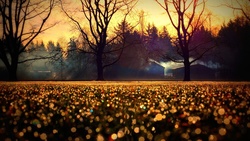 Bokeh Nature Image During Sunset