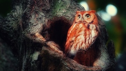 Bord Owl in Tree Nest