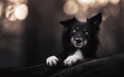 Border Collie Black Dog HD Wallpaper