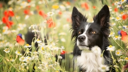 Border Collie Dog in Farm HD Wallpaper