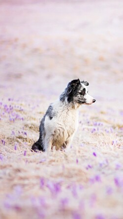Border Collie Dog Standing in Field