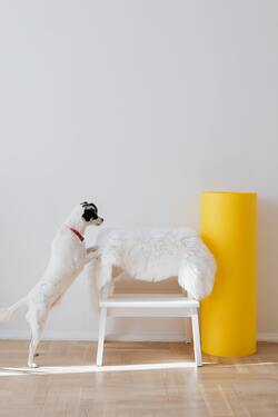 Borzoi White Dog Playing With Feather on Chair