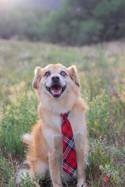 Boss Dog with Tie