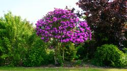 Bougainvillea Tree Ultra HD Image