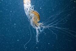 Box Jellyfish Ocean Animal Ultra HD Photo
