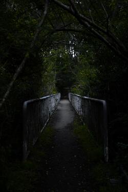 Bridge in Jungle at Night