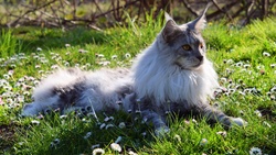 British Longhair Cat on Grass