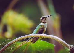 Broad Tailed Hummingbird Sitting on Tree