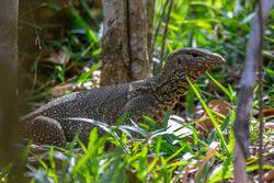 Brown And Black Lizard on Green Grass