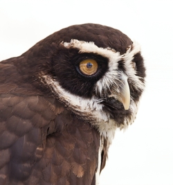 Brown And White Eagle Close Up Photo