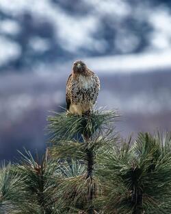 Brown And White Eagle Sitting on Tree