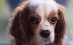 Brown And White Puppy