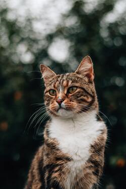 Brown and White Tabby Cat Portrait Photo