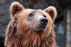 Brown Bear Closeup Image