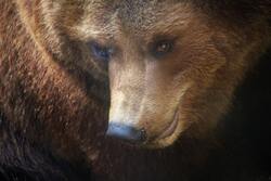 Brown Bear Closeup