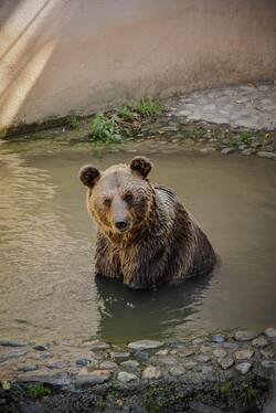 Brown Bear in Water Mobile Wallpaper