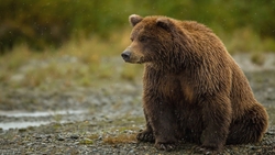 Brown Bear Seating on Ground HD Wallpaper