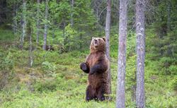 Brown Bear Standing Photo